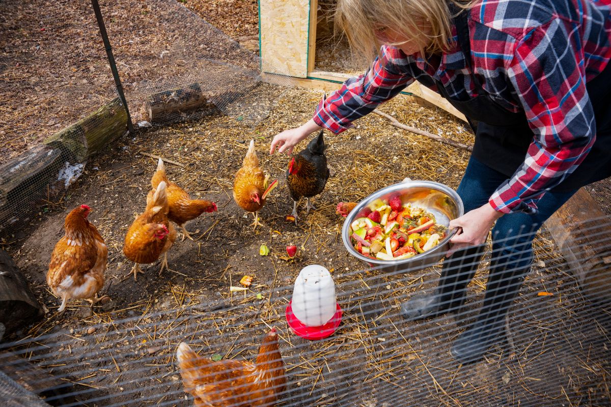 a person feeding chickens in a chicken coop