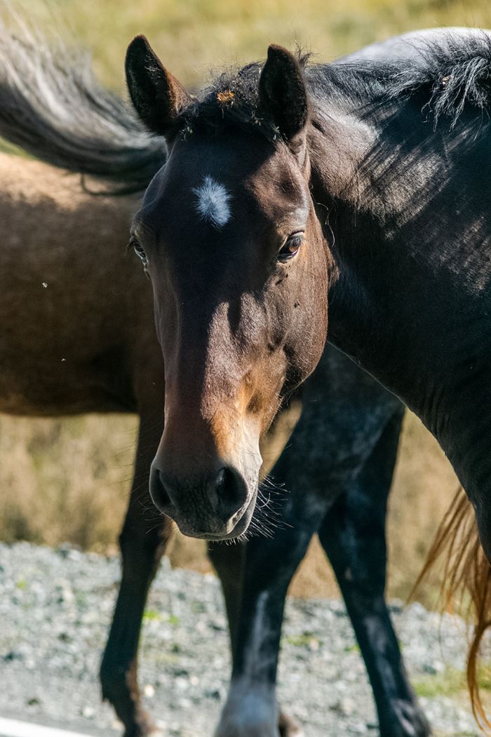 close-up portrait of a horse