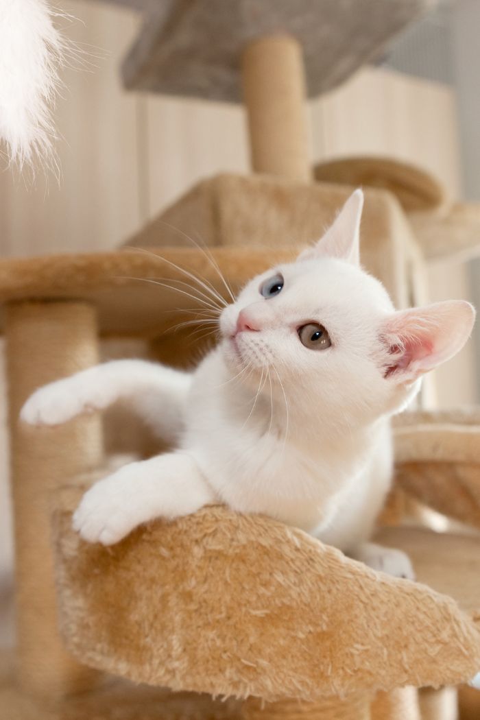 Playful white monochrome cat with feather
