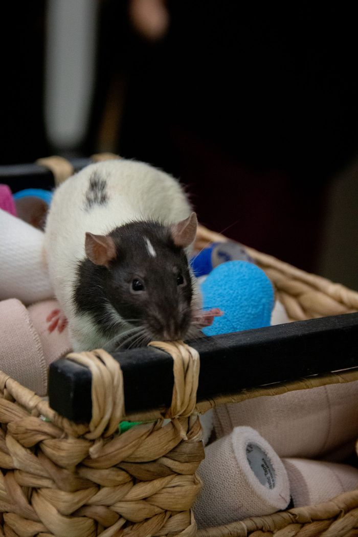 a rat in a basket
