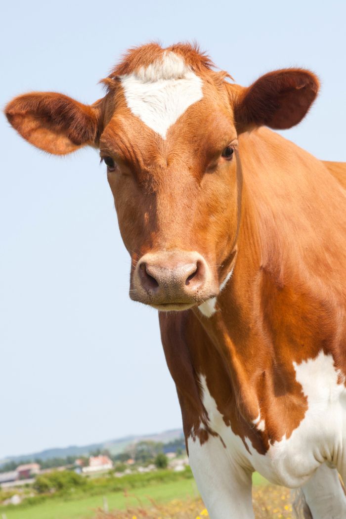 close-up portrait of a cow