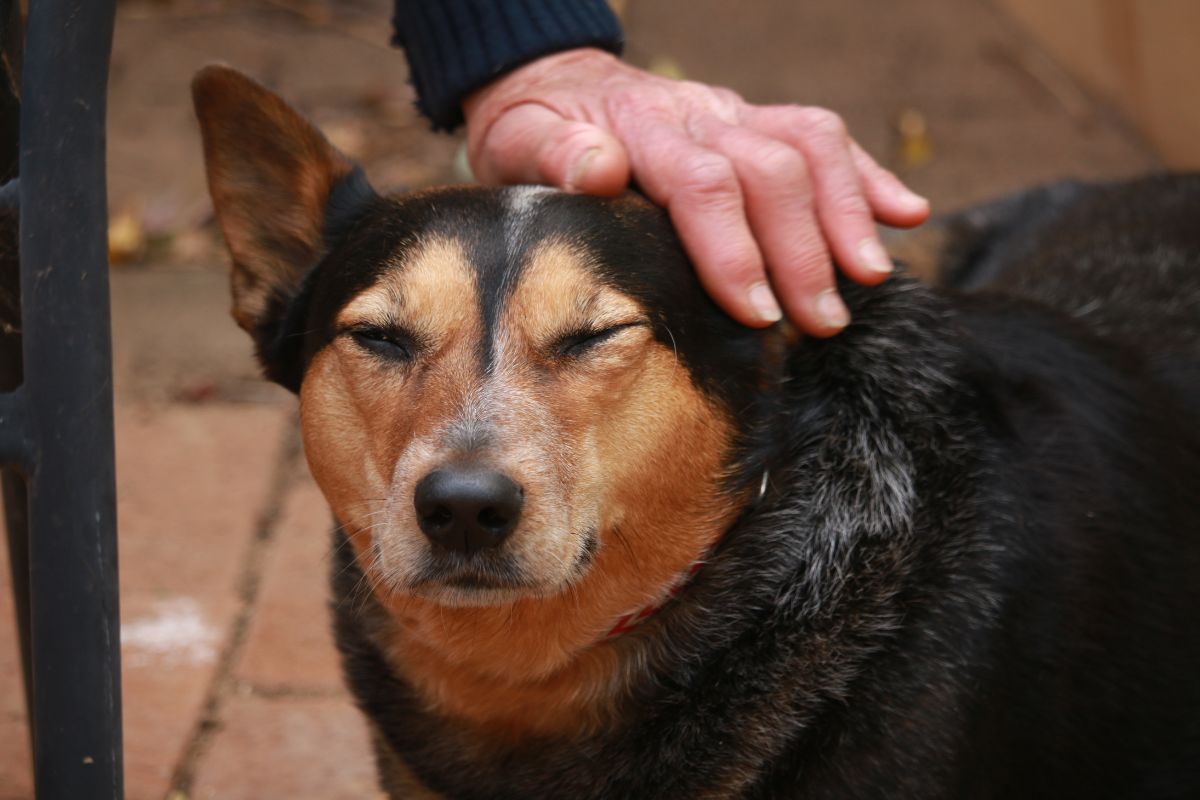 a hand petting on a dog's head