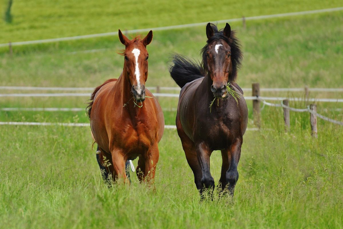 two horses running in a field