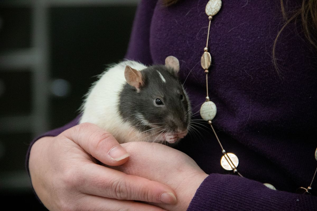 a person holding a rat