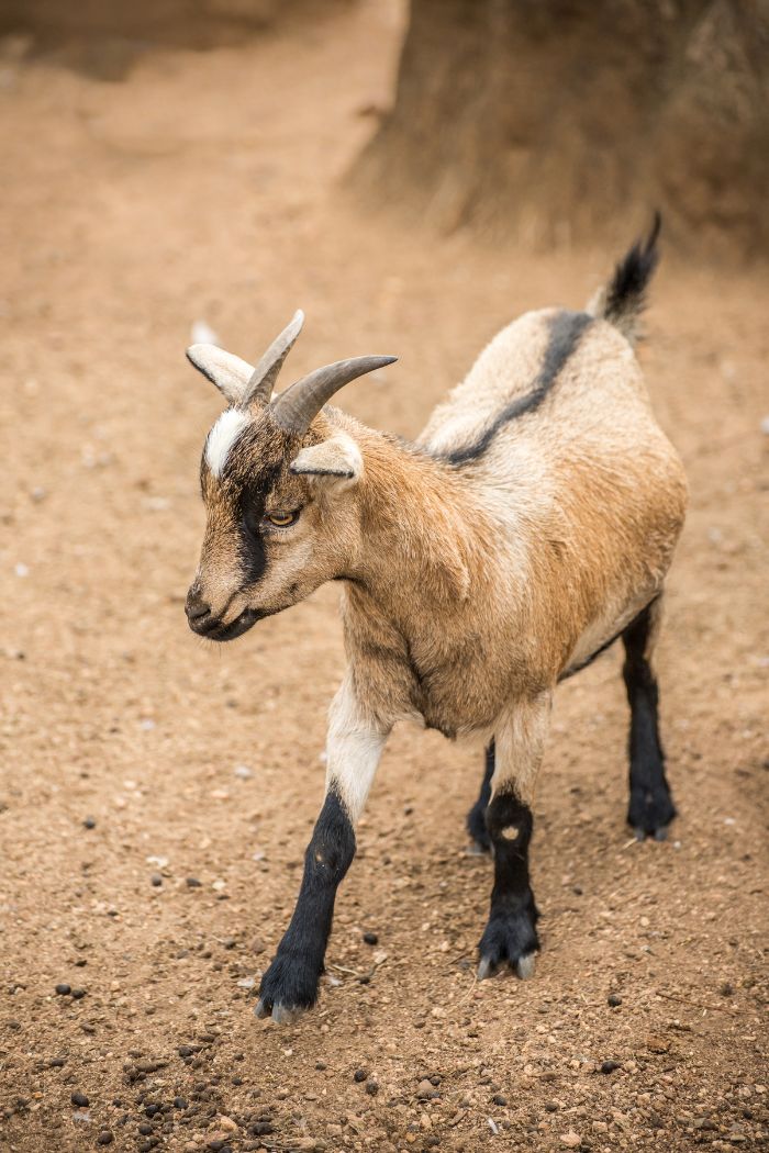 a goat walking on dirt