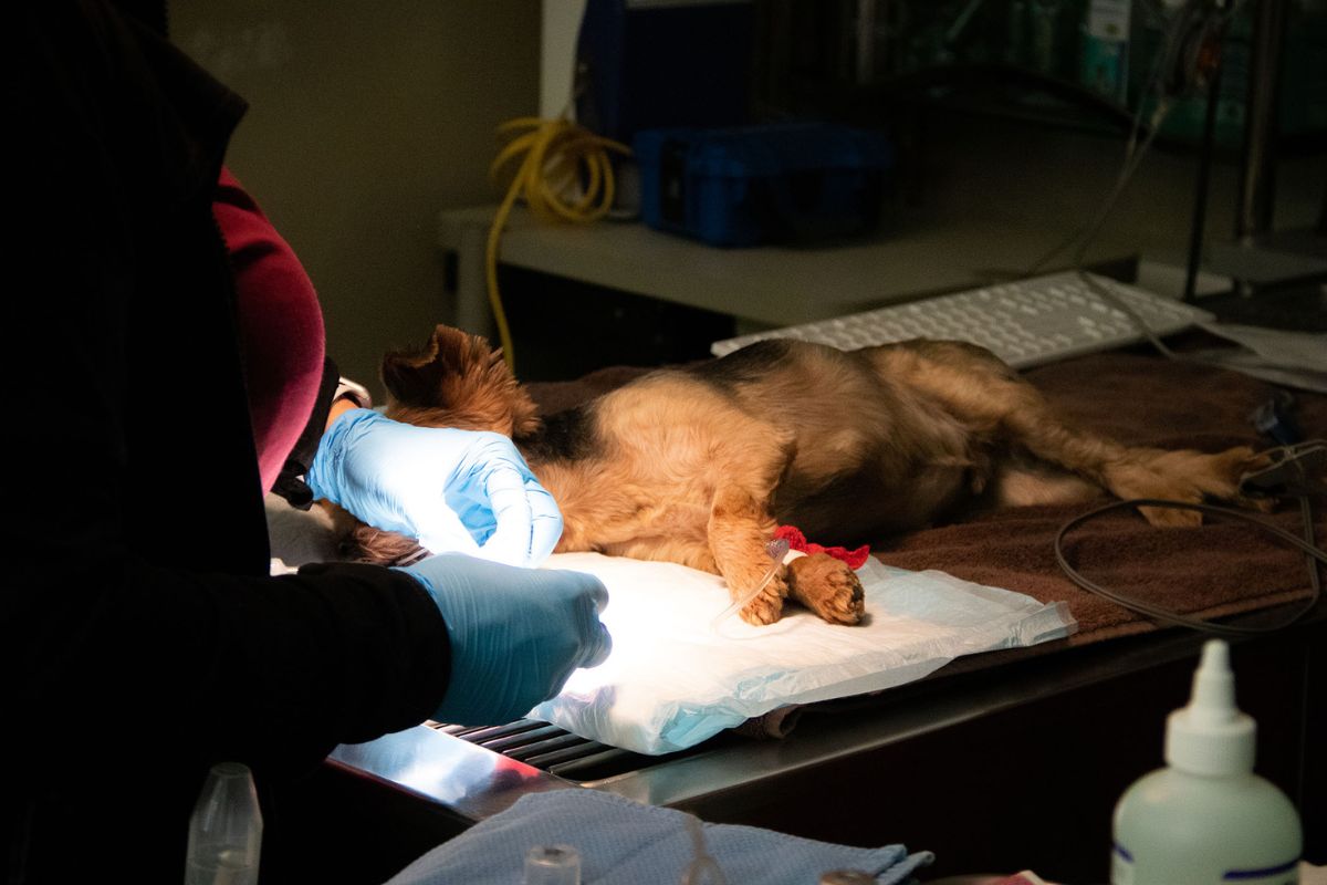  light focus on a dog lying on the table for surgery