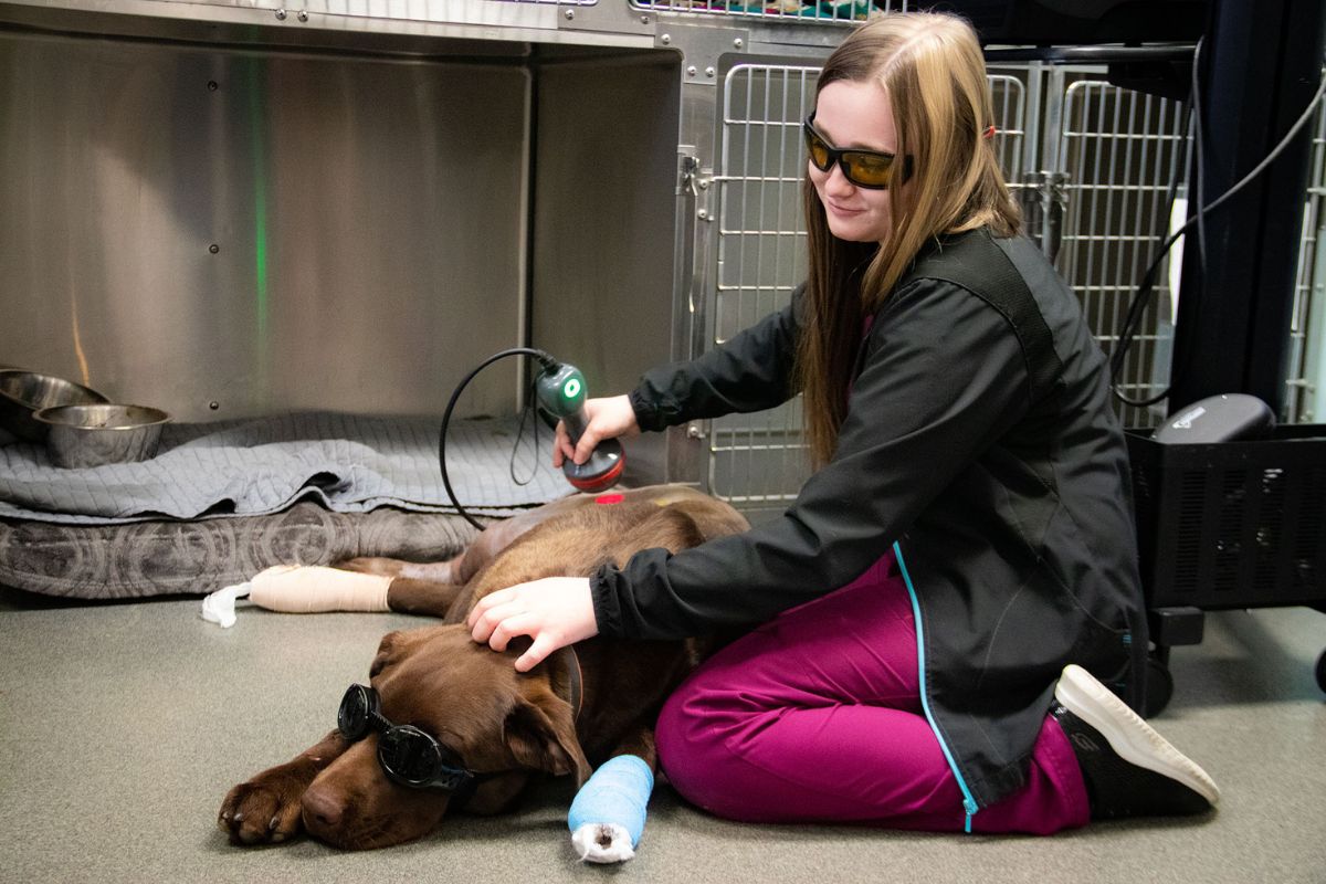 a vet doing laser therapy on a dog