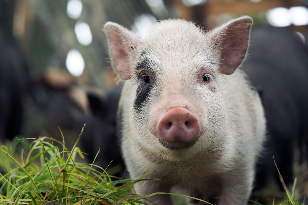 a pig standing in grass