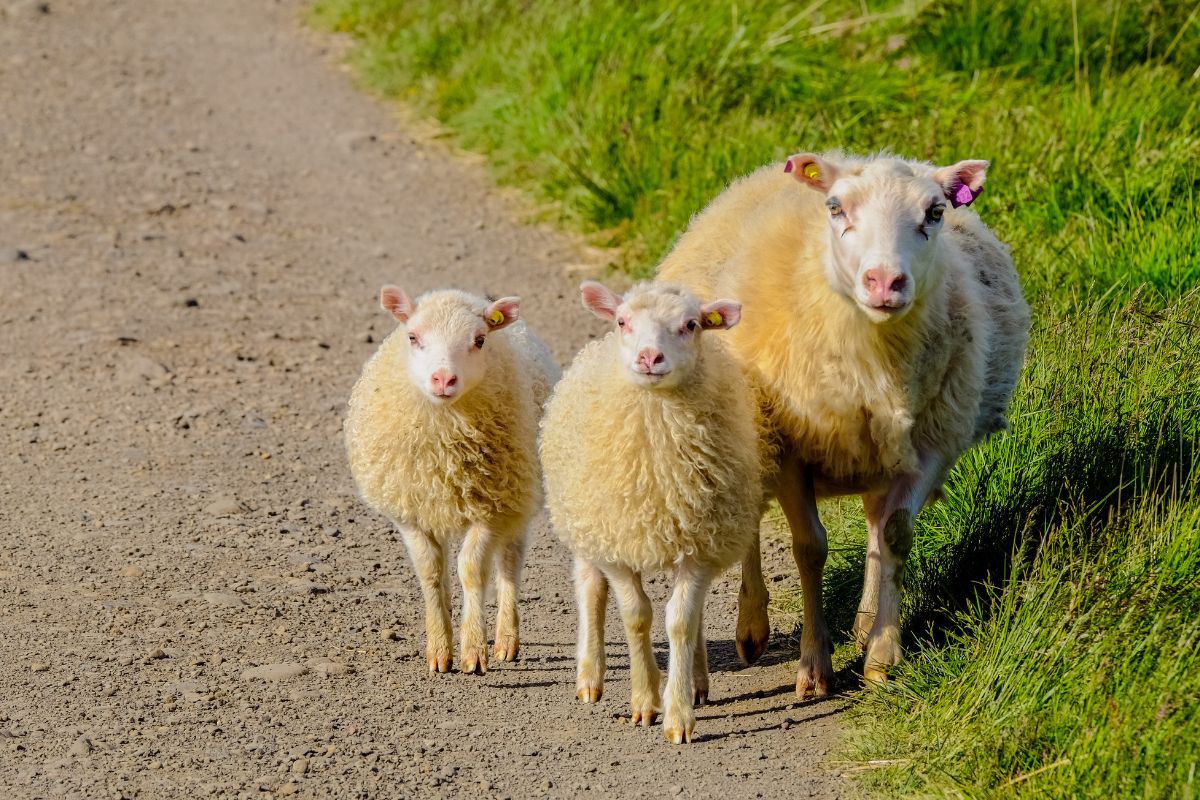 a group of sheep walking on a dirt road