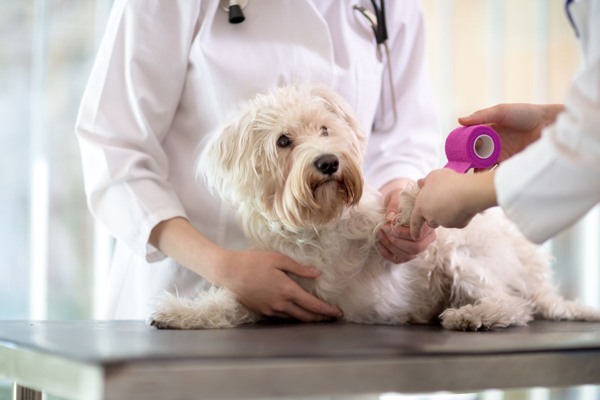 a vet bandaging a dog's leg