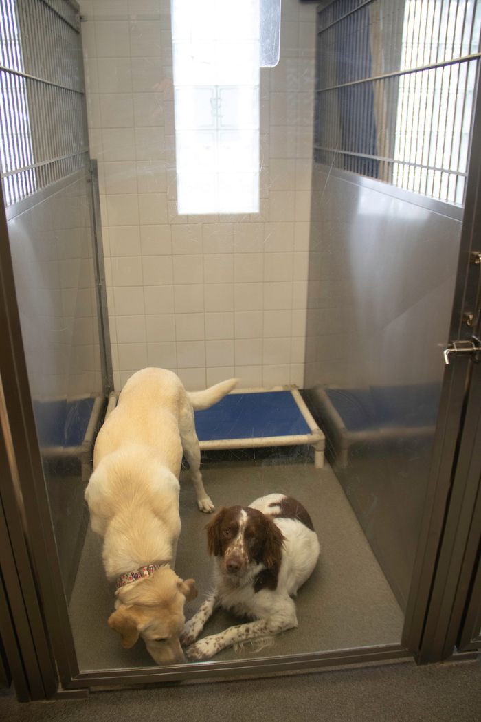two dogs in a kennel