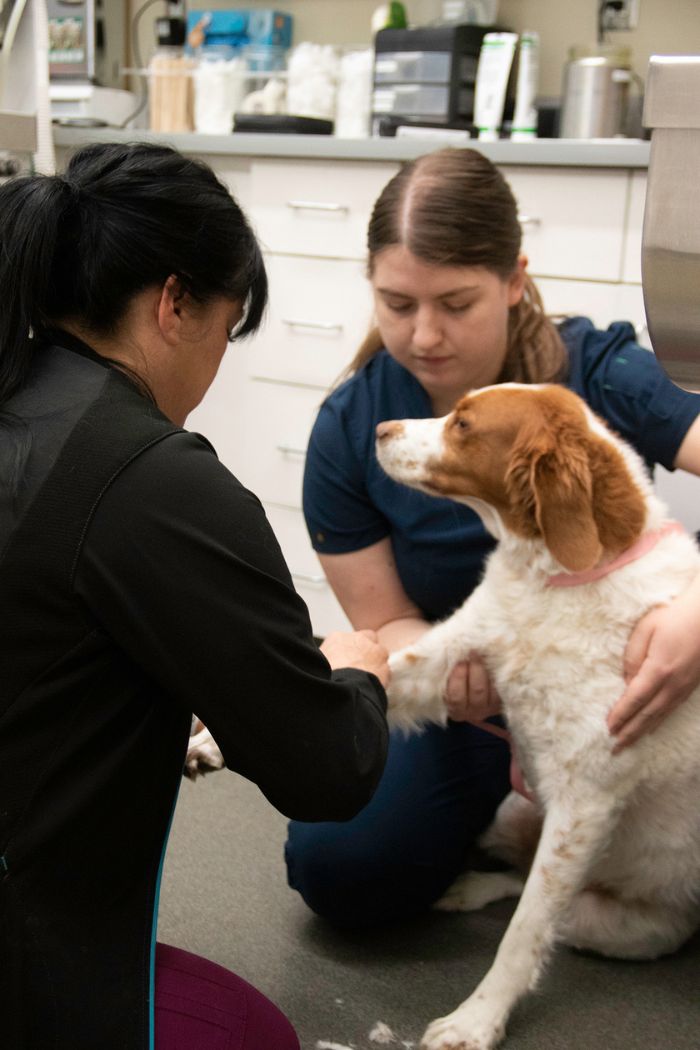 veterinary staff taking care of a dog