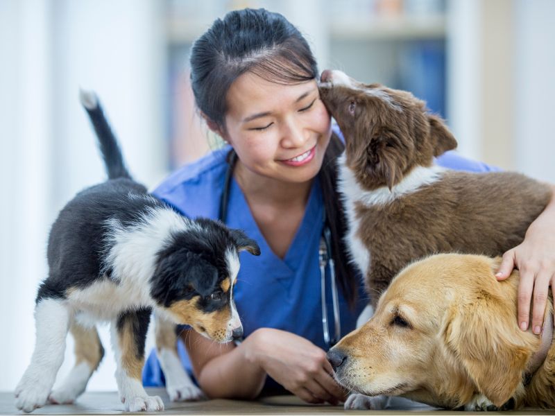 veterinarian with group of dogs
